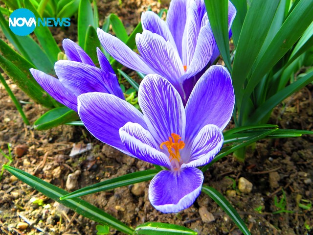 Честит празник на метеоролозите от Нова ТВ!