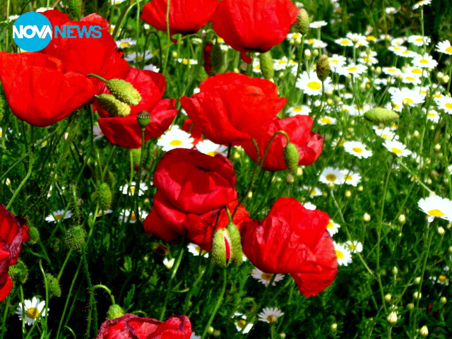 Красотата на май