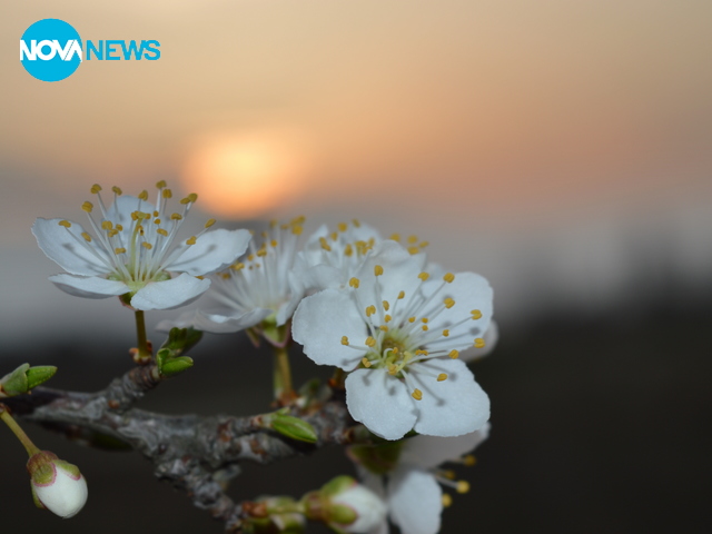 Пролетни багри