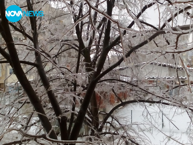 Ледени дървета