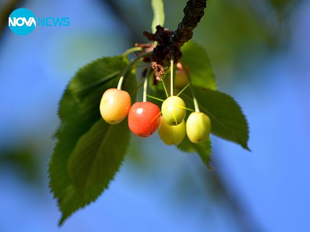 Сезонът на червените плодове