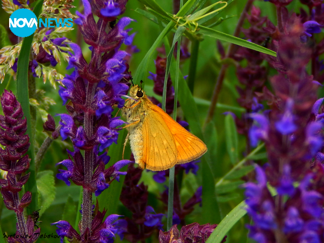 Красотата е в малките неща :)