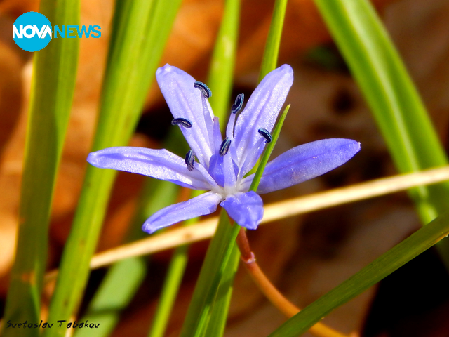 Пролетно настроение
