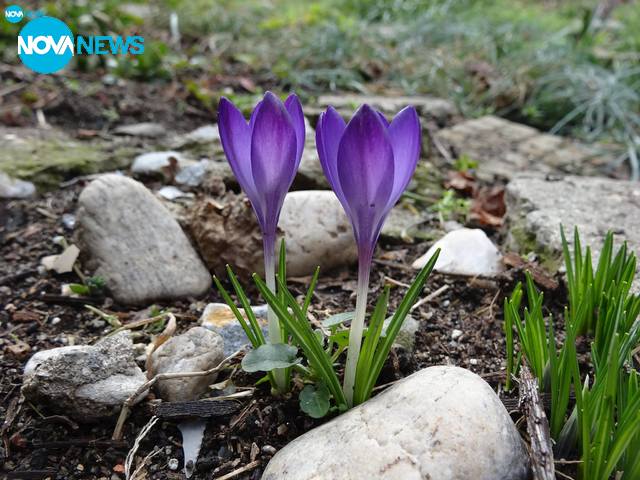 Цветове през февруари