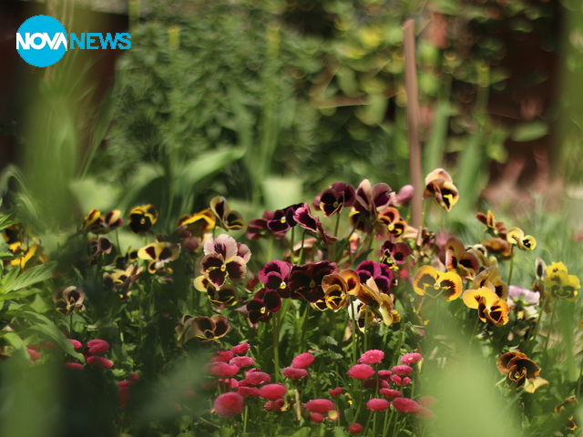 Цветя и прекрасно топло време