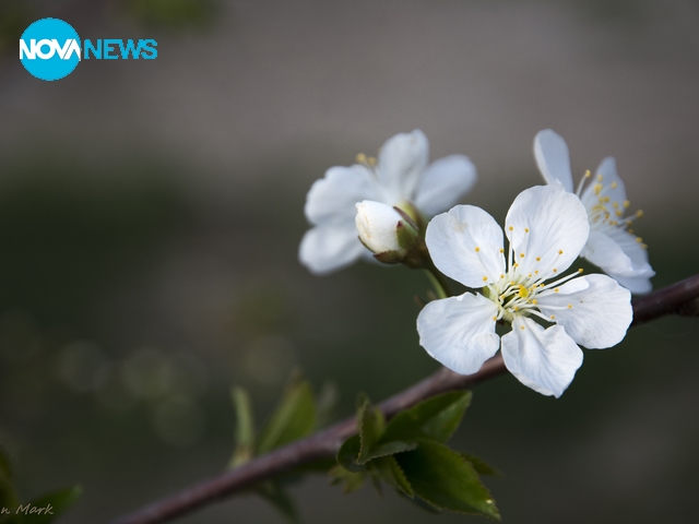 С нежност пролетта дарява ни