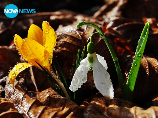 Минзухарко, братко