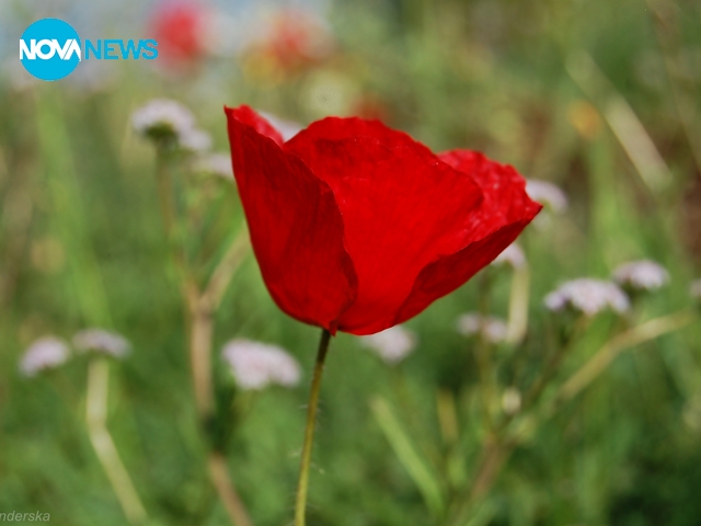 Уханието на полето