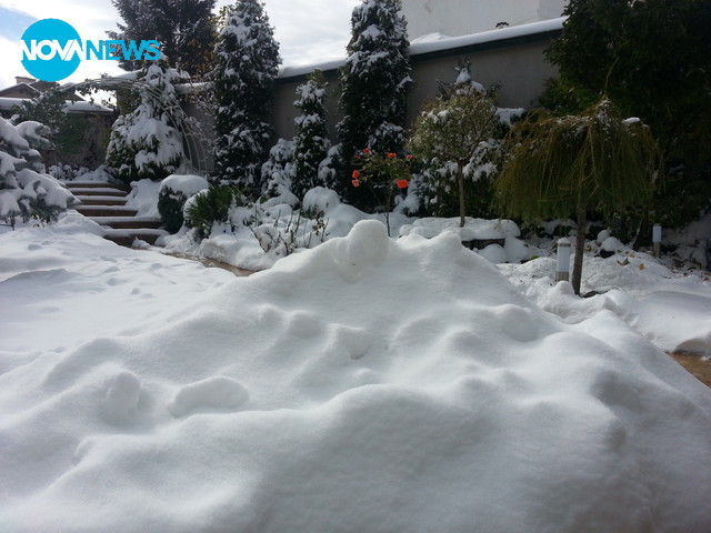 Зимата срещу розите!