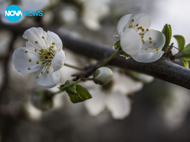 Бяла пролет, моя бяла пролет