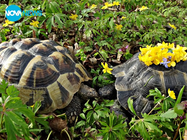 Свежи пролетни снимки