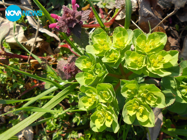 Кукуряче! Слънчо се усмихна!