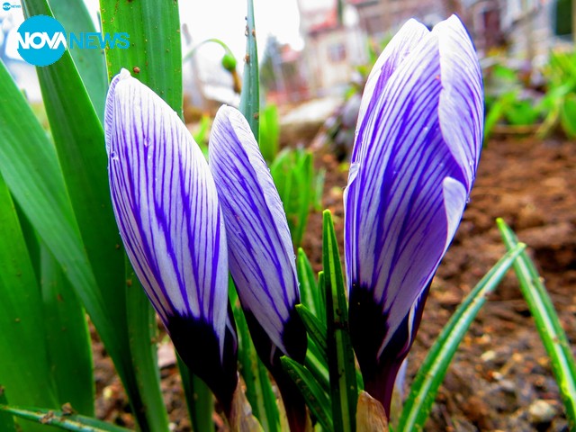 Капризите на Баба Марта