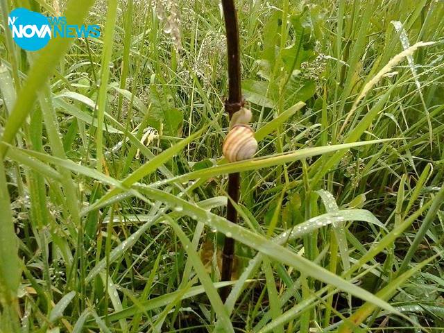 Походът на охлювите