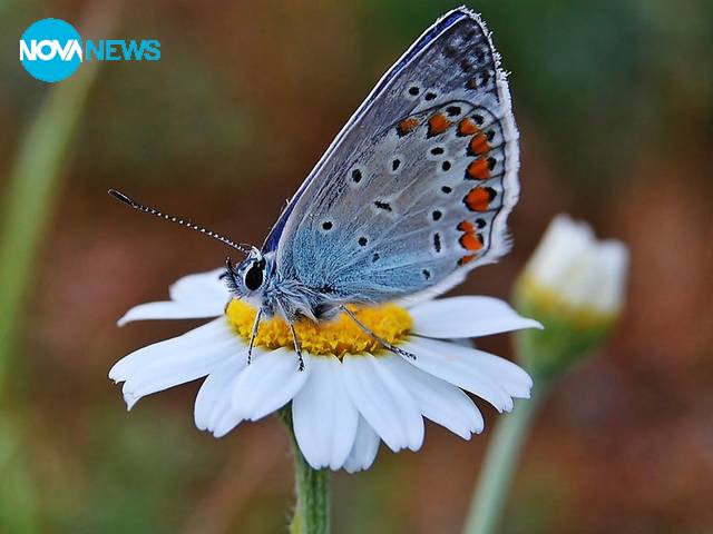Пролет, побързай!