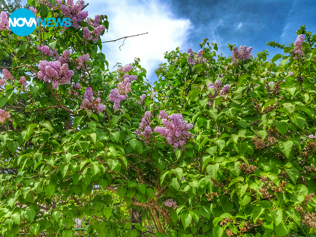 Снимка за "Прогноза за времето"
