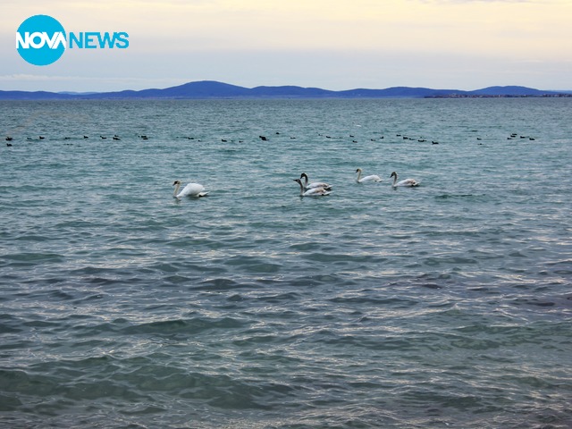 Лебеди в морето