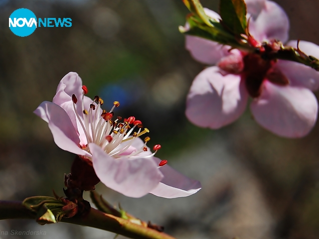 Розови мечти