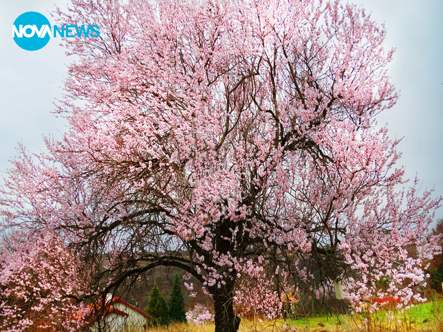 Много зареждащи снимки от днес за "Прогноза за времето"