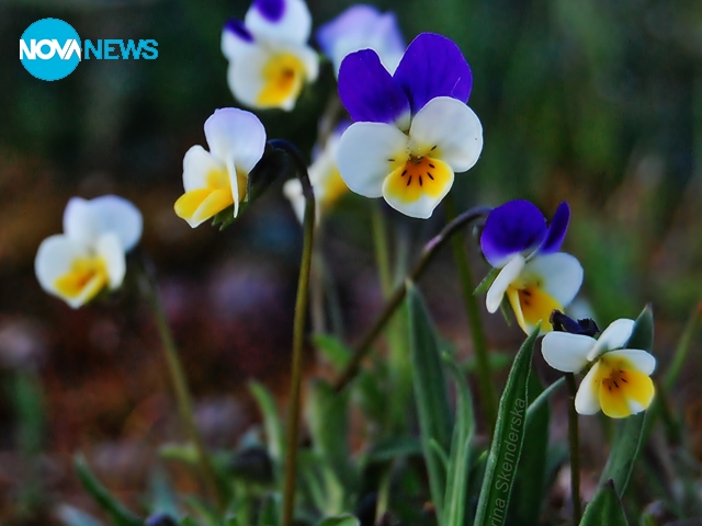 Пролетно ухание на теменужки