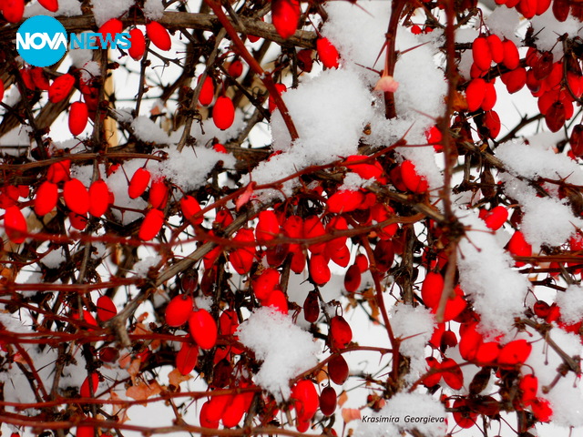 Берберис в сняг