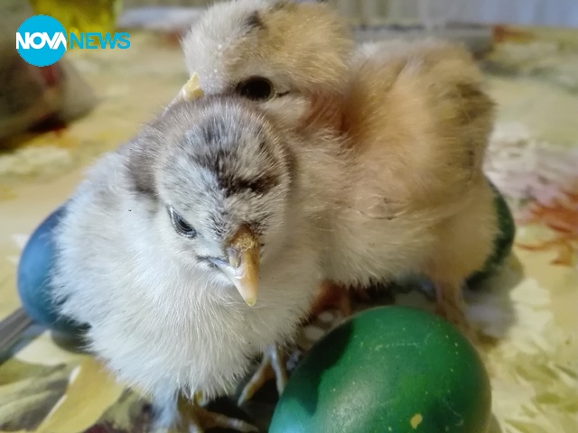 Чудото на яйцата