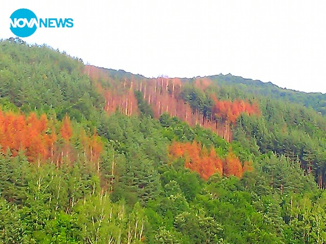 Изсичане на гори и...
