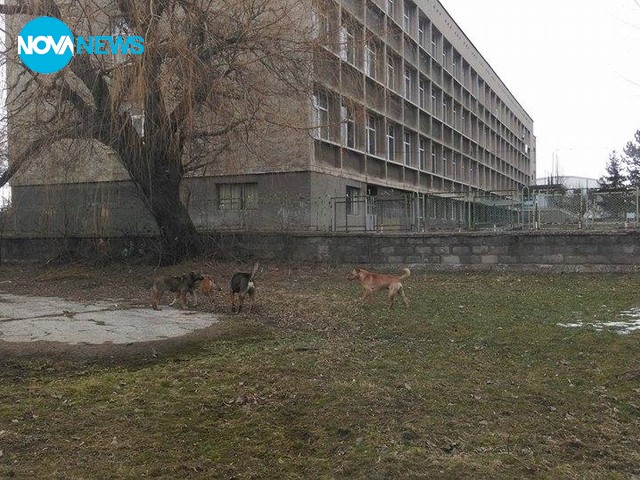 Бездомните кучета в Омуртаг