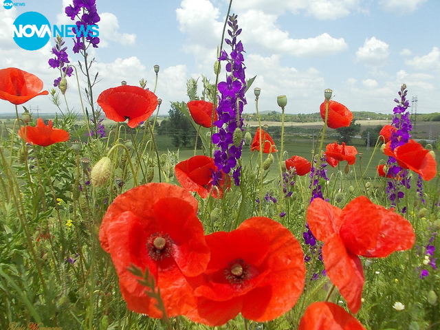 Цветно настроение от полето