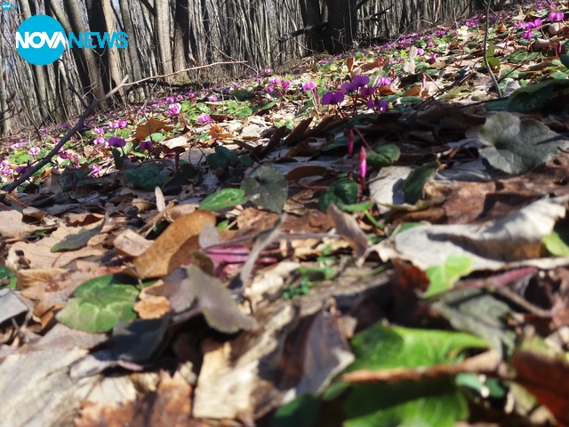 Красивата природа в Разградско