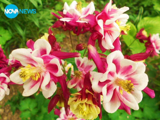 Пролетна свежест