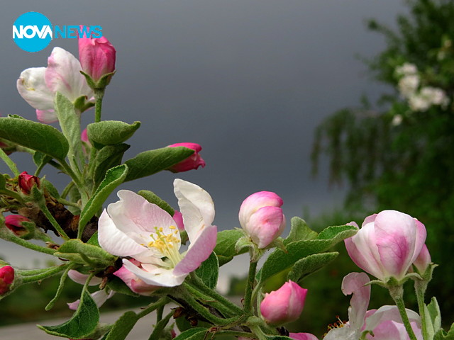 И в мрачното време пролетта си е красива!