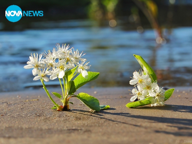 Пролет край реката