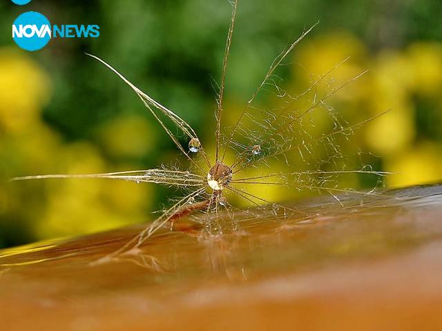 Капчици, които радват