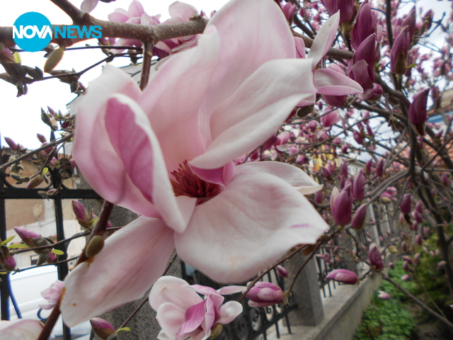 Магнолия - нежна и красива