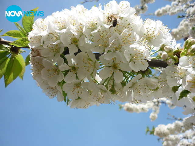 Пролет в Русе