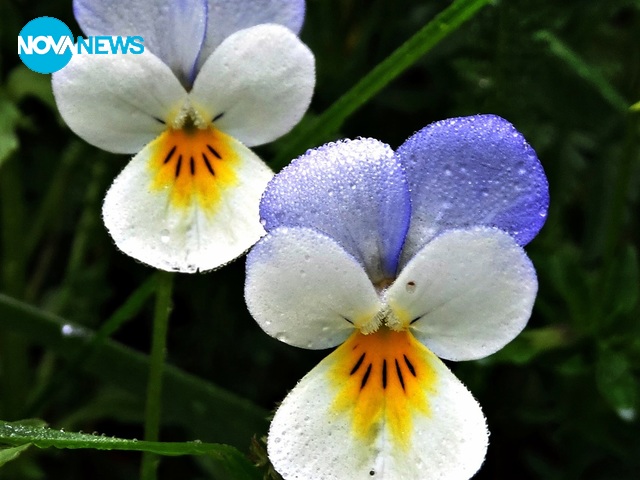 Чудни зареждащи пролетни снимки