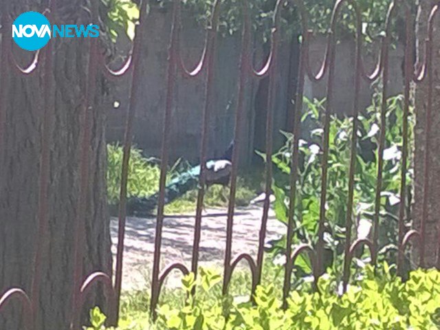 Свободен паун