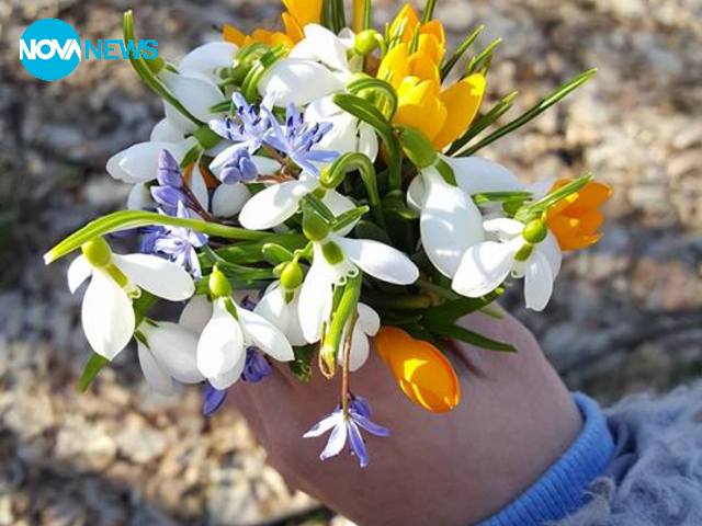 Цветята на пролетта