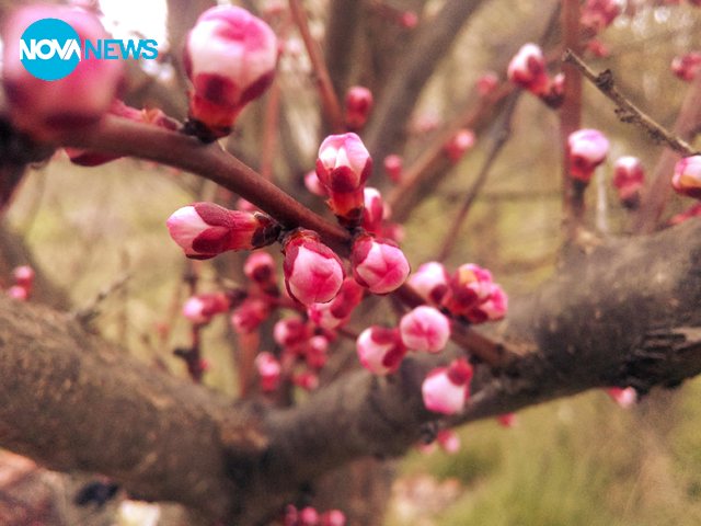 Пролет пукна