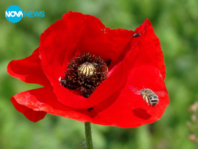 Алено червено