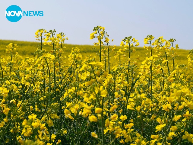 Поле в жълто