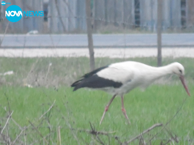Първият щъркел в град Баня