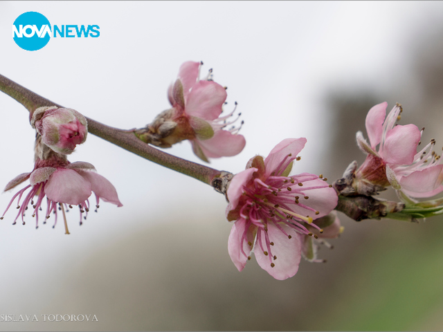 Пролетно настроение от село Буковец