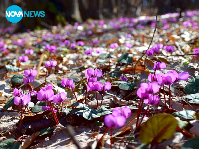 В приказната, розова гора...