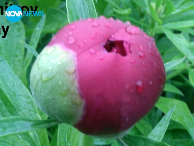 Пролетни цветя в Русе!