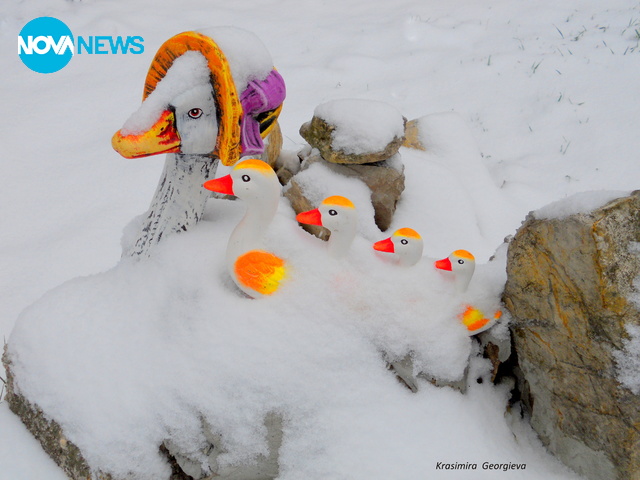 Патета в сняг