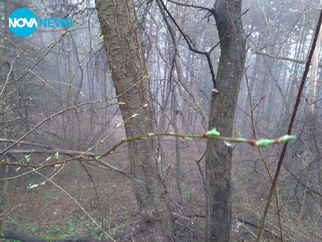 Пролет чука на вратата