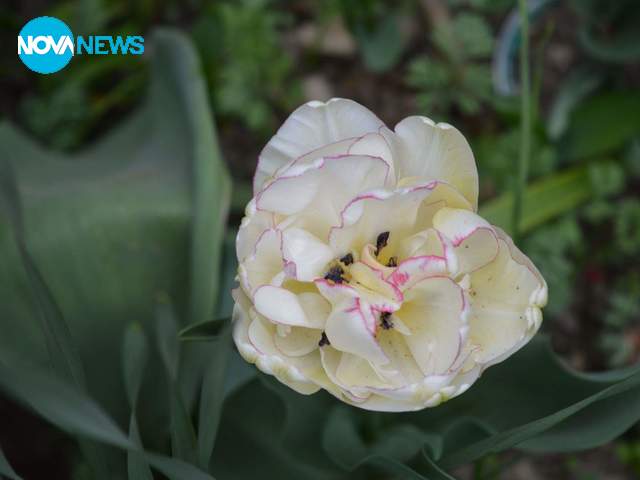 Цветът на пролетта