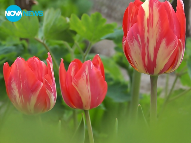 Нежни лалета